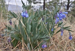 Bluebells