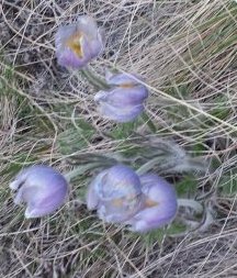 Pasque Flowers