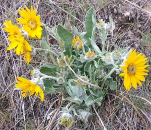 Arrowleaf Balsamroot