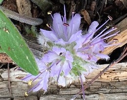 Ballhead waterleaf on Mount Jumbo