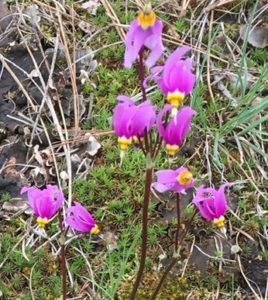 Shooting stars wildflowers on Mount Jumbo.