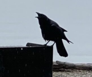 Crow